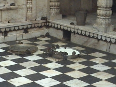 bikaner