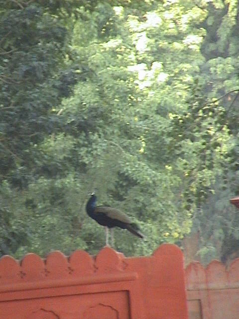 bikaner