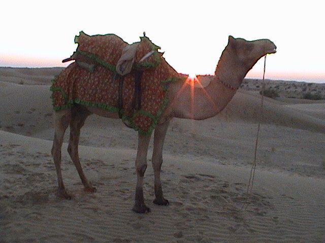 desert